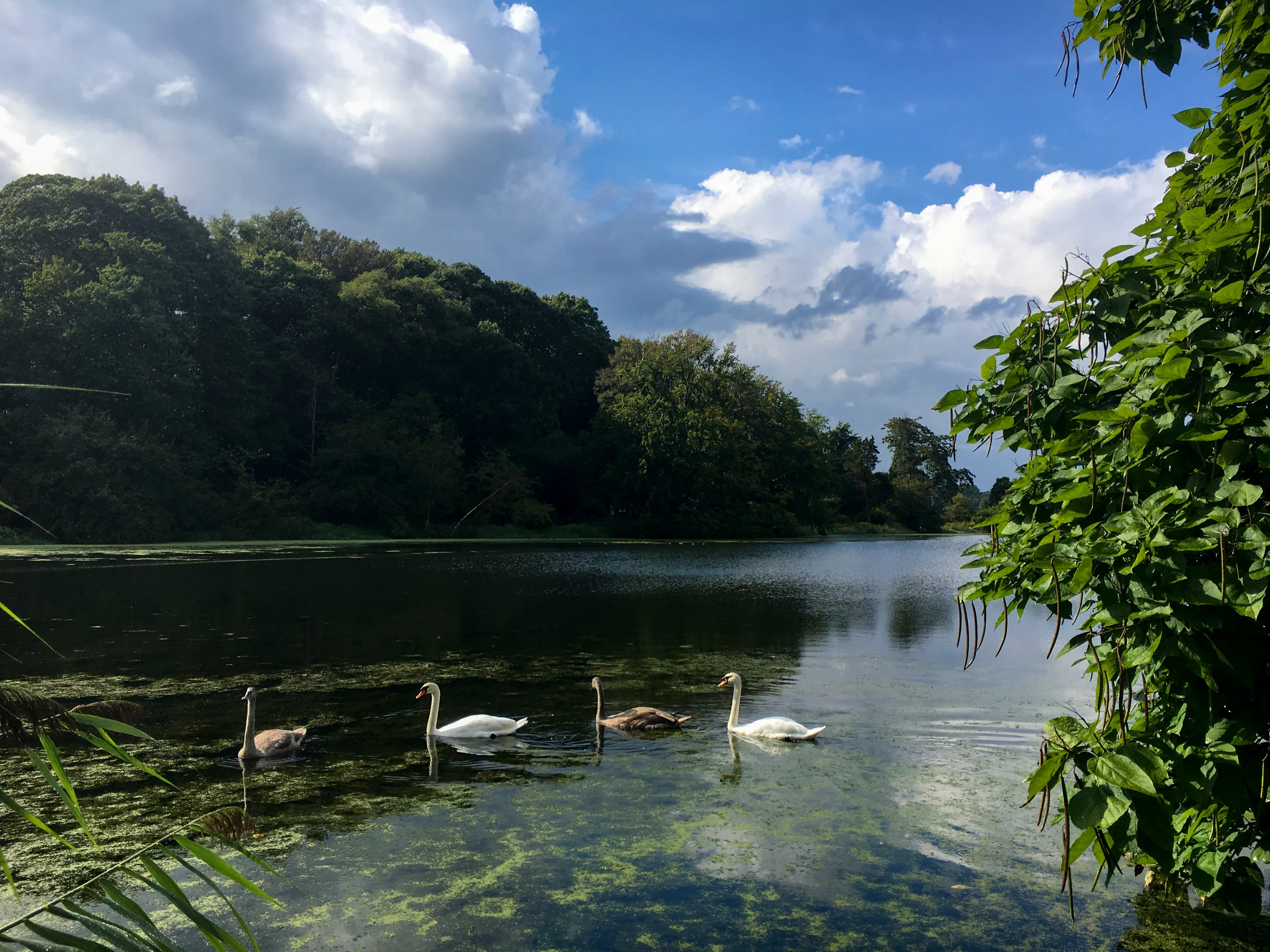 View of Setauket, New York